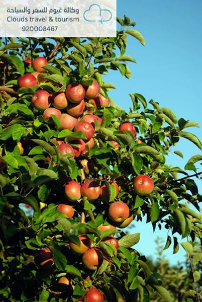 السياحة في قوبا مزارع التفاح