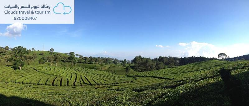 مزارع الشاي باندونق